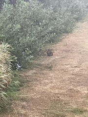 Oryctolagus cuniculus