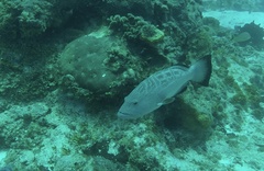 Mycteroperca bonaci