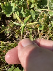 Pauridia serrata serrata