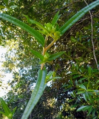 Helianthus angustifolius