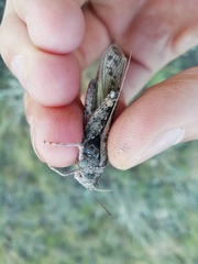 Angaracris barabensis
