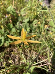 Pauridia serrata serrata