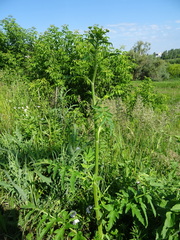 Pastinaca sativa sylvestris