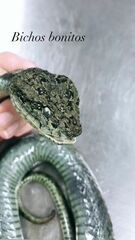 Bothriechis schlegelii