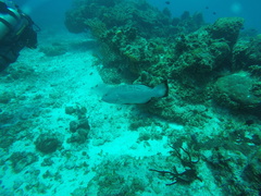 Mycteroperca bonaci