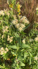 Brickellia eupatorioides