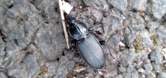 Pterostichus melanarius