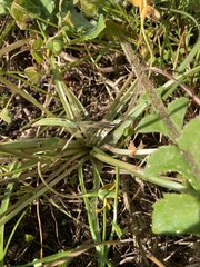 Pauridia serrata serrata