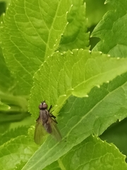 Muscoidea