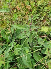 Centaurea phrygia phrygia