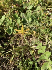 Pauridia serrata serrata