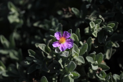Cistus albidus