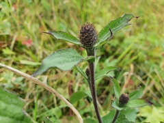 Centaurea phrygia phrygia