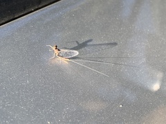Callibaetis pictus