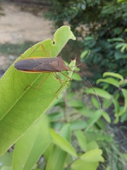 Paradasynus spinosus