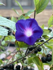 Ipomoea purpurea