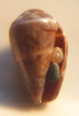 Conus ventricosus