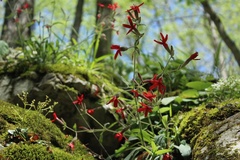 Silene virginica