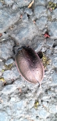Carabus nemoralis