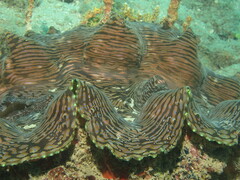 Tridacna squamosa