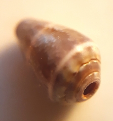 Conus ventricosus