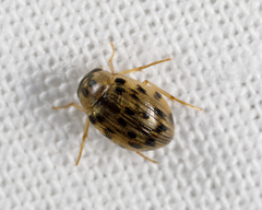 Berosus pantherinus