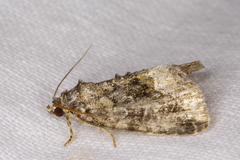 Gymnandrosoma punctidiscanum