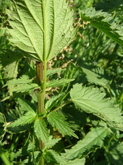 Urtica sondenii