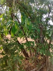 Sambucus cerulea