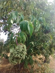 Sambucus cerulea