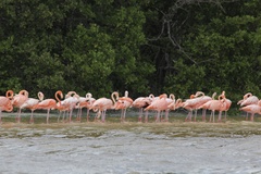 Phoenicopterus ruber