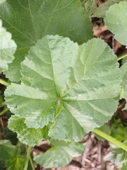 Malva