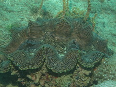 Tridacna squamosa