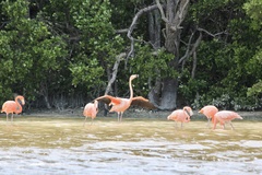 Phoenicopterus ruber