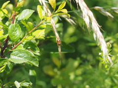 Deraeocoris flavilinea