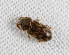 Heteroceridae