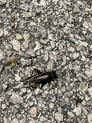 Gryllus texensis