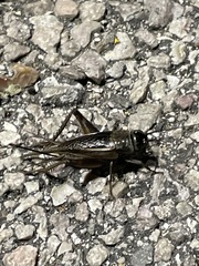 Gryllus texensis