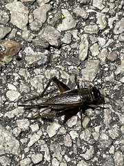 Gryllus texensis