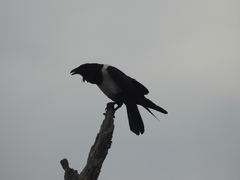 Corvus albus