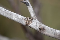 Caerostris sexcuspidata