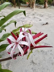 Crinum