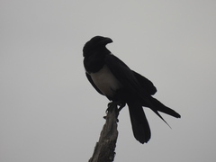 Corvus albus
