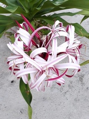 Crinum