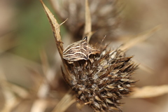 Ancyrosoma leucogrammes