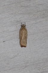 Agonopterix canadensis
