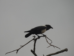 Corvus albus