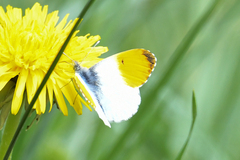 Anthocharis cardamines
