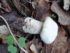 Agaricus xanthodermus