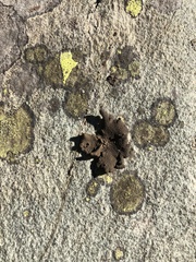 Umbilicaria torrefacta